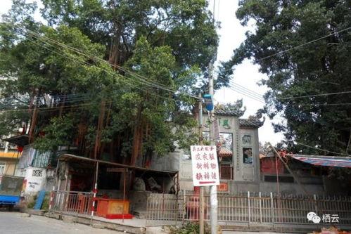 饶平黄冈爆料事件最新,真相与争议交织的校园风云  第2张